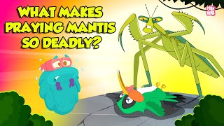 Praying Mantis  Deadliest Insect Ever  Kung Fu Mantis  Insects That Camouflage  Dr Binocs Show [upl. by Drareg591]