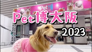 【Pet博大阪2023】ペット博行ってきましたゴールデンレトリバー [upl. by Trumann]