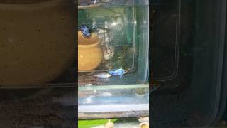 German ram amp Blue ram shorts ram guppyfishtank guppyfish viralvideo [upl. by Htiffirg431]