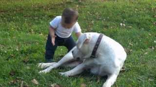 Dogo argentino quotattackingquot a child [upl. by Avin]