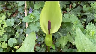 Arum maculatum April 15 2024 [upl. by Cirted]