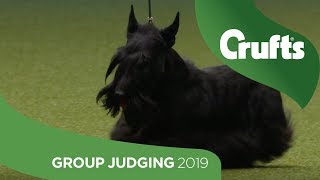 Terrier Group Judging And Presentation  Crufts 2019 [upl. by Riess279]