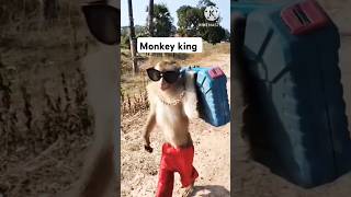 Monkey king 🤴monkeys monkfunny shots trending fannyvideo 🐒 raidarchandan [upl. by Annah]