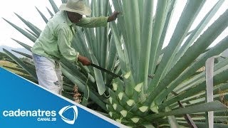 ¿Cómo se elabora el mezcal  How is mezcal made [upl. by Hildie301]