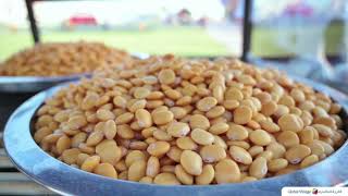 Lupini Beans at Global Village [upl. by Xylina]