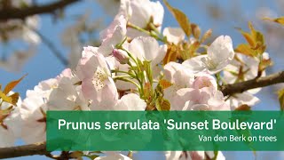 Prunus serrulata Sunset Boulevard [upl. by Llenoil]