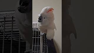 Angry Cockatoo [upl. by Lovering]