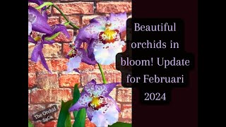 Beautiful orchid blooms Update for Februari [upl. by Averyl]