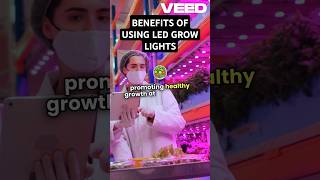 Benefits of using LED grow lights 420 ledgrowlights ledgrowlight [upl. by Allerim321]