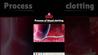 How Your Body Stops Bleeding The Incredible Blood Clotting Process Explained 🩸💪 [upl. by Emsoc777]