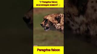 🦅Peregrine falconവേഗതയുടെ രാജാവ് 👑crazytop10malayalam facts Peregrinefalcon shorts [upl. by Bensky]