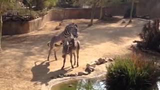 Zebra mating at LA Zoo [upl. by Kram55]