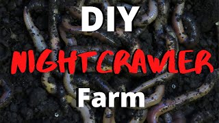 DIY Nightcrawler Farm [upl. by Robet222]