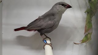 ASTRILD QUEUE DE VINAIGRE  LAVENDER WAXBILL  Glaucestrilda caerulescens  Estrilda caerulescens [upl. by Kerk]