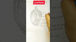 LS of Testis How to drawclass12th  humanreproduction ytshort biologydiagramschillachilla [upl. by Yannodrahc]