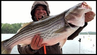 Trophy Striped Bass and Catfish on the Same Bait [upl. by Annnora]