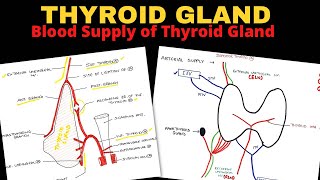 Thyroid Gland Anatomy 23  Blood Supply of Thyroid Gland  Head amp Neck Anatomy [upl. by Eversole]