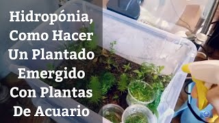 🔵 HidroponiaComo Hacer Un Cultivo EmergidoGuía Básica Del Acuario Plantado 1x24 Acuarios MB [upl. by Anidem]