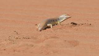 Eastern sand skink [upl. by Kern424]