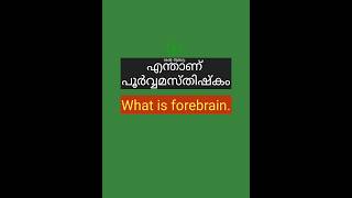 എന്താണ് പൂർവ്വമസ്തിഷ്കം🧠🧠🧠🧠🧠🧠🧠🧠shorts psc pscgk [upl. by Gilbert]