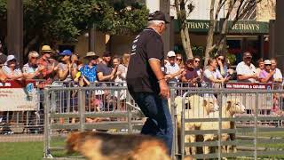 Sheepdog Trials 2018 [upl. by Aret]