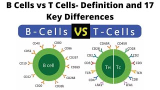 B Cells vs T Cells Definition and 17 Key Differences [upl. by Dionisio]