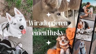 Wir adoptieren einen Husky aus dem Tierheim  Zweithund gefunden 🩵✨ [upl. by Balfour249]