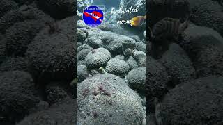 Fimbriated Moray Eel bali scubadiving amed amedbali diveadventure [upl. by Vola]