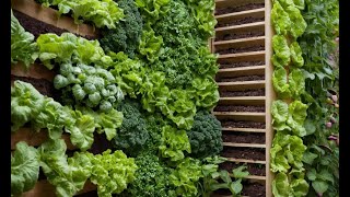 Edible Walls How to Grow a Vertical Vegetable Garden [upl. by Archambault]