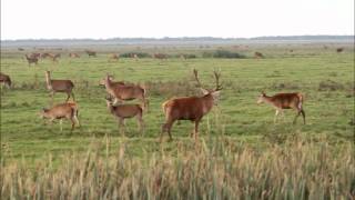 20111015 Bronst in de Oostvaardersplassenwmv [upl. by Ruttger]