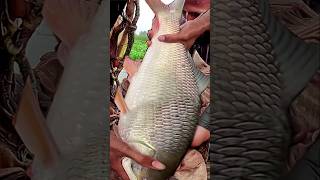 Asian Country Fishing shorts  Amazing Rural Fishing Video 🐟 Best Asian Fishing Technique shorts [upl. by Naujej]