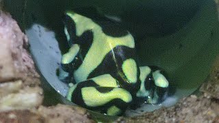 Dendrobates auratus ухаживает за своим потомством [upl. by Ambros]