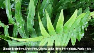 Pteris vittata Chinese brake Chinese ladder brake parnag panag [upl. by Hong218]