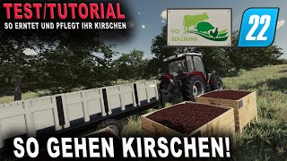 LS22 Tutorial  Test  Hof Bergmann  Kirschen so erntet und pflegt ihr sie [upl. by Latsyek]