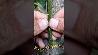 Citrus 🍋🍊 Plant T Bud Grafting  How to graft citrus plant [upl. by Onileva]