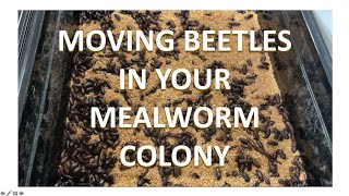 MEALWORM FARMING FOR BEGINNERS  Moving Beetles In Your Mealworm Colony [upl. by Hales]