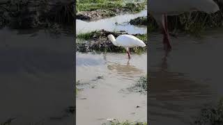 spoonbill stork fishing in a swamp in Amboseli Kenya [upl. by Allcot]