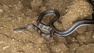 Castoes Coral Snake in india [upl. by Allsun]