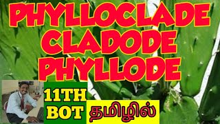 PHYLLODE  PHYLLOCLADE  CLADODE TAMIL EXPLANATION [upl. by Nahtahoj]