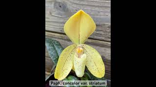 Paph concolor var striatum orchid rareorchid orchids [upl. by Engen]