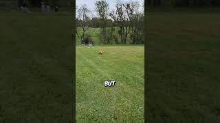 Dog runs through the cemetery and finds Grandmas grave [upl. by Cogswell]