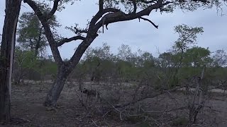 Leopard karula and her Cups gets Chased by wildDogs Sunset Drive Oct 13 2016 [upl. by Llerrah]