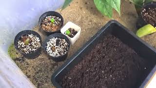 Colocasia seed propagation thefirstplant [upl. by Eelac110]