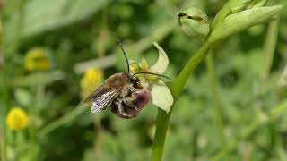 Ophrys gracilis con Eucera sp pseudocopulation [upl. by Dagny]