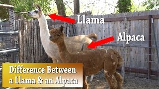 Llama vs Alpaca  Whats the difference [upl. by Yrok]