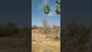 Paisagem da caatinga [upl. by Padgett]