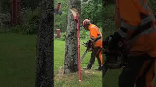 Stalpen and stihl MS500I in action  Cutting a birch tree down stumpgrinder [upl. by Roxane]