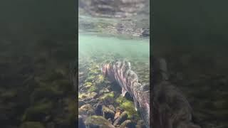 Fly fishing chronicles flyfishing flyfishingmissouri [upl. by Arbma226]