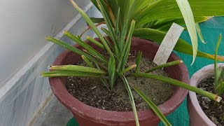 How to Grow Double Tuberose  Complete Blooming Season Start to End  Polianthes Tuberosa [upl. by Elokyn120]