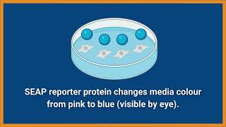 How do InvivoGen reporter cells work [upl. by Yerdua817]